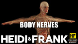 Body Nerves