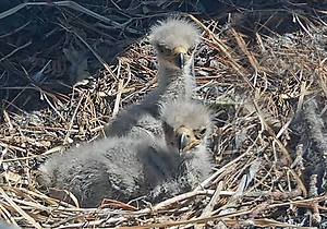 Name the Eaglets in Big Bear
