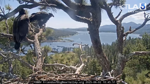 A Big Milestone in Big Bear: One of the Bald Eagle Chicks Takes Flight