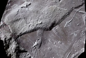 The Oldest Fossilized Butthole Ever Found Is 290 Million Years Old