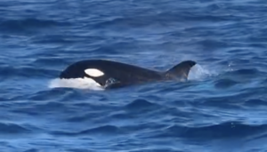 Killer Whales Make a Rare Appearance Off Orange County Coast