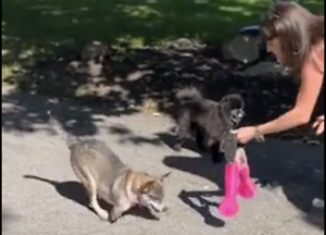 A Dog Gets His First Prosthetics