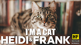 I'm a Cat