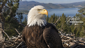 Remembering Jackie: The Beloved Big Bear Bald Eagle Who Captured the World's Heart