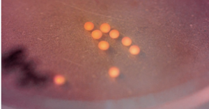 World's Oldest Lab-Grown Human Brain Organoids Survive for Seven Years