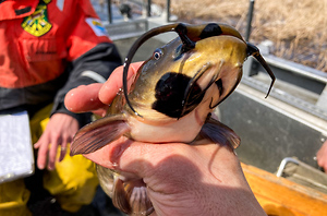 Contagious Fish Cancer Is Spreading Through a New England Lakeâ