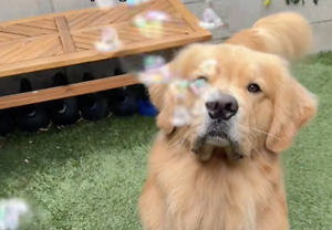 Pure Chaos, Zero Damage: Golden Retriever Discovers Bubbles and Completely Loses It