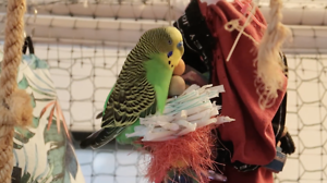 Study Finds Bird Masturbation Is Natural Behavior â