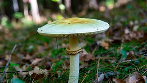 California Health Officials Warn of Deadly Mushroom Poisonings After 21 Reported Cases