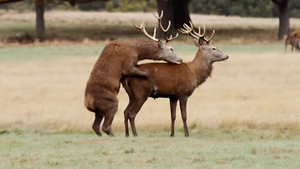 Elliot Page's New Documentary Second Nature Explores Queerness in the Animal Kingdom