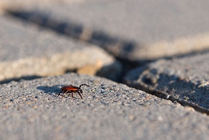 Rare Tick-Borne Illness Confirmed in California Resident, Health Officials Urge Caution